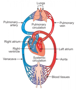 Performing Cpr Chest Compressions (infant